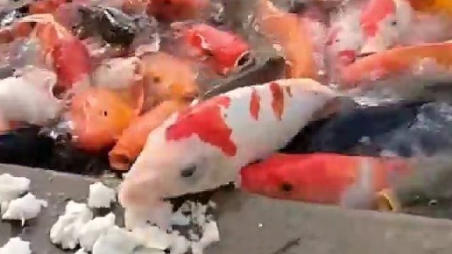 小鱼为了吃馒头就快要上岸了