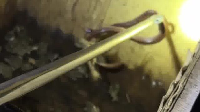 自从养了蛙，每天都有几只蛇从下水道，窗户各个地方钻进来，我感觉我都是在养蛇