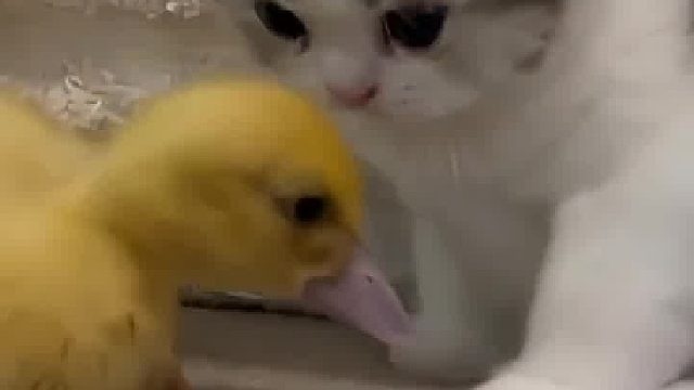 当小鸭子把小猫的爪子当食物时