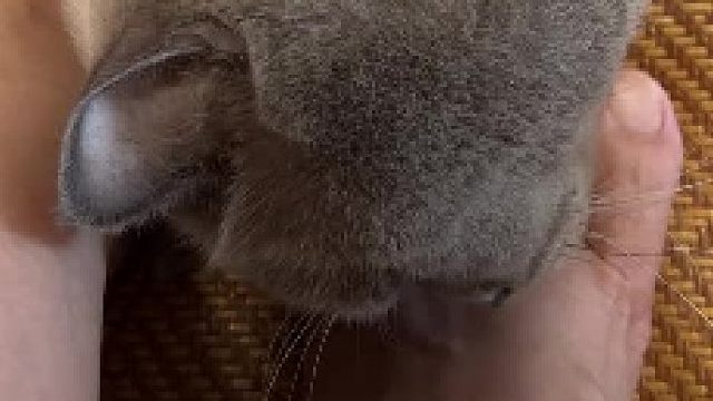 肥猫假动作真多