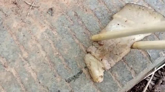 这个蚂蚁报信真积极，我肉都还没放下来，它就去报信了，等下看它怎么办