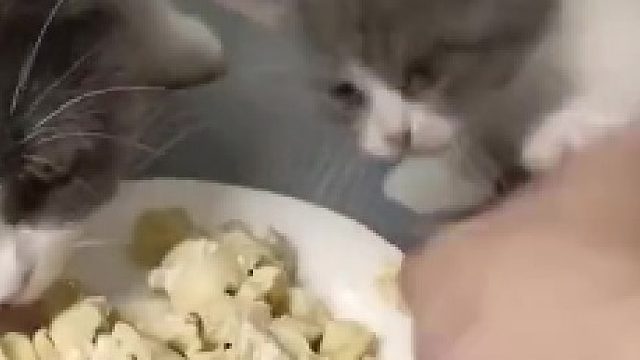 小猫也护食啊