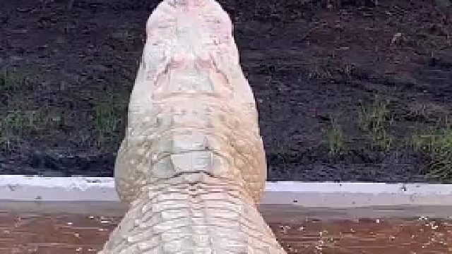 鳄鱼的背部剧烈震动，产生巨大的水花