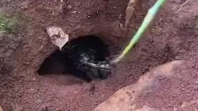 你小子是资本家啊…用抓来的蚂蚁给你抓地啦估。