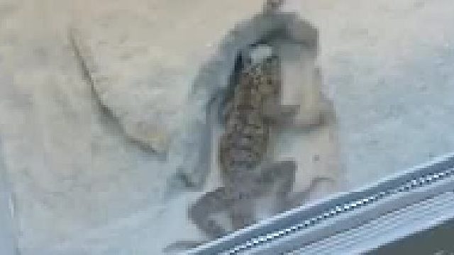 沙蜥是如何打洞的？