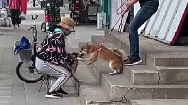 柴犬咬住斗牛犬不放，摆头撕咬，主人抽打都没用，带狗出来请看好它，牵好绳！