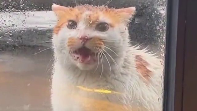 猫： 还巴巴啥 快开门