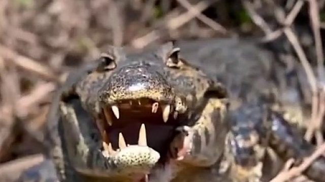 鳄鱼失去了下巴，难以生存了