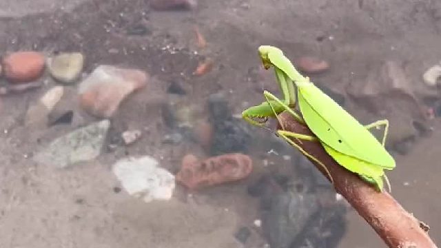 用最简单的方法，帮螳螂清理了一条铁线虫…