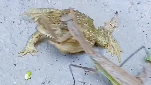 古人说，螳螂捕蟾 ，诚不欺我也