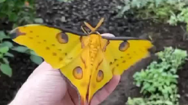 哇，这蛾子也太美了吧！