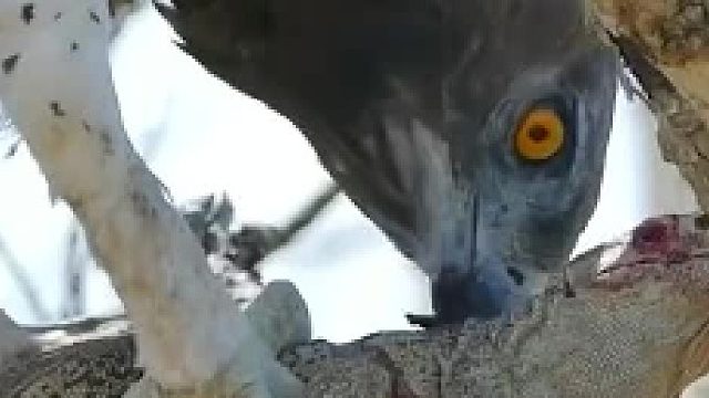 一只猛雕捕食蜥蜴的全过程 有点重口，慎入