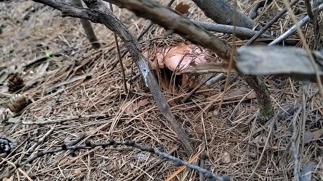 捡蘑菇没地方了