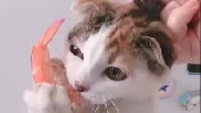猫：你今天就是弄死我！我也得把这虾吃了！