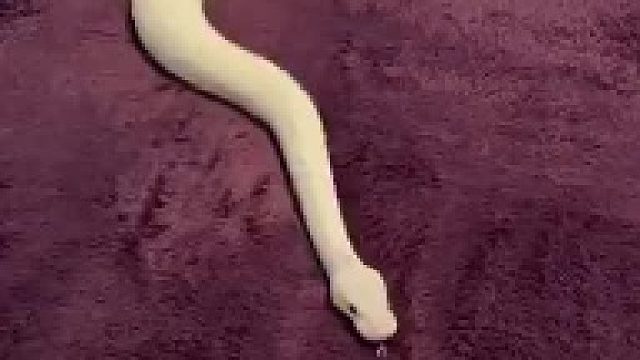 蛇至少使用五种独特的陆地运动模式