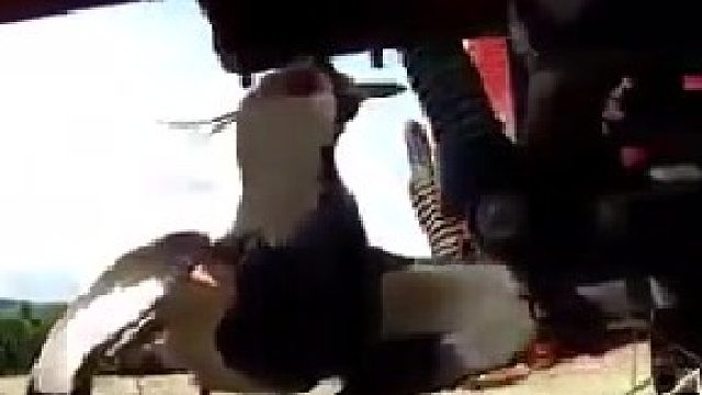 面对拖拉机，鸟妈妈顽强的保护了自己的家……