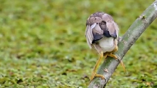 黄苇鳽捕鱼太大只好放掉，懂得量力而行……