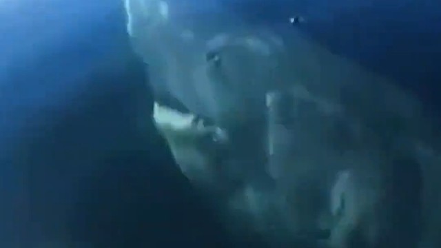 科学家发现一条“高龄”格陵兰鲨，经放射性碳定位年法推算出，其寿命高达512岁 从明朝一直活到现在。