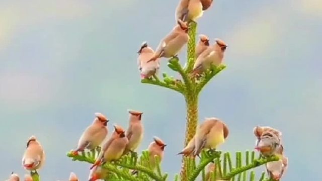 树上住着一群太平鸟……