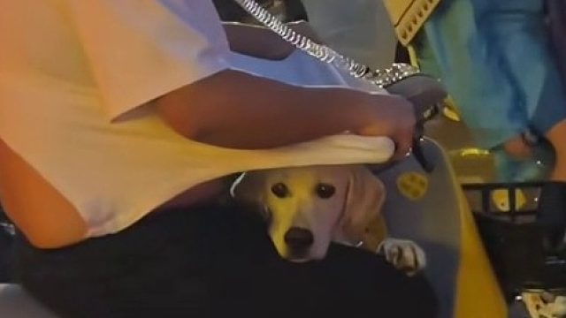 下雨天骑车主人把衣服扯破，就为了给狗狗遮雨。