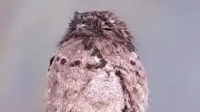 看不见我看不见我……