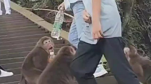 这种情况能还手吗？猴子太猖狂