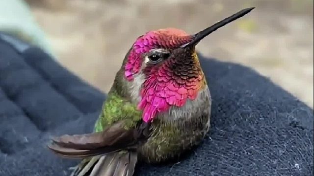 俄罗斯大叔从螳螂手中救下蜂鸟，蜂鸟懂得感恩带着全族登门感谢