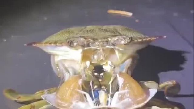 动物的迷惑行为