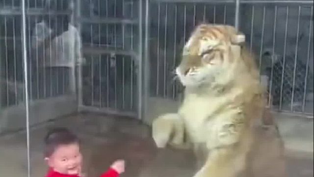 对动物要有敬畏，小孩子玩过了