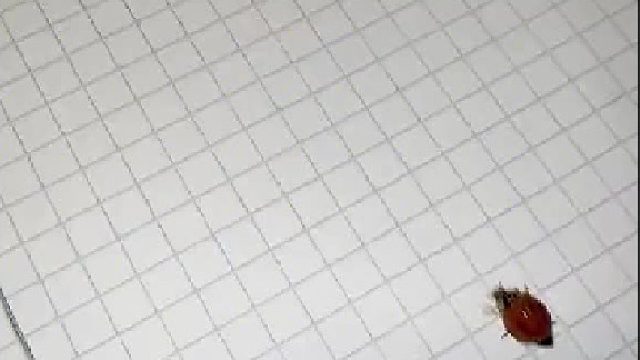 七星瓢虫：没想到吧，老子会飞