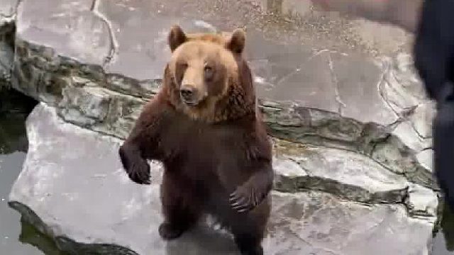 熊：这一口苹果的能量都没有我转两圈消耗的多！