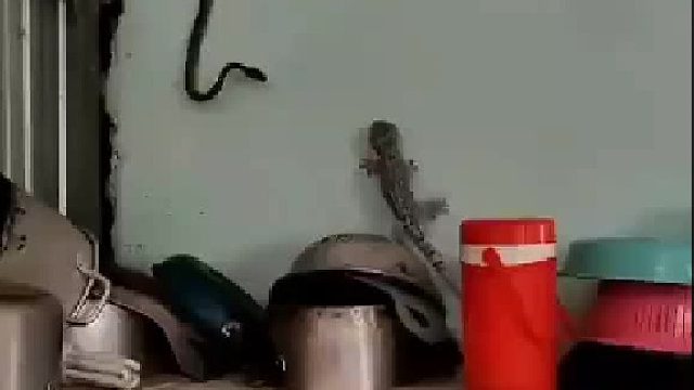 壁虎：比虎是吧？知道我叫啥不？