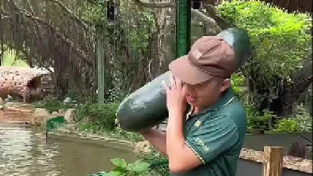 要放到大象嘴里才吃