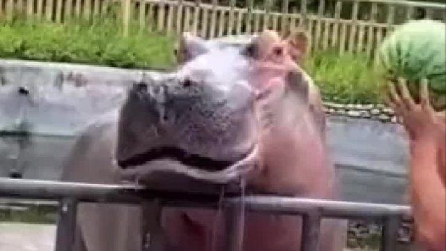 这大嘴兽，无敌了