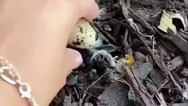 国外小哥在后院捡到颗奇特的鸟蛋，孵化成年后的样子属实被惊艳到了！