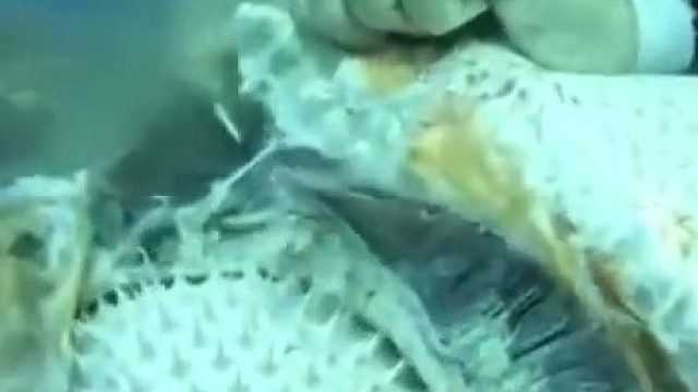 石斑鱼吞了啥不该吞的东西……