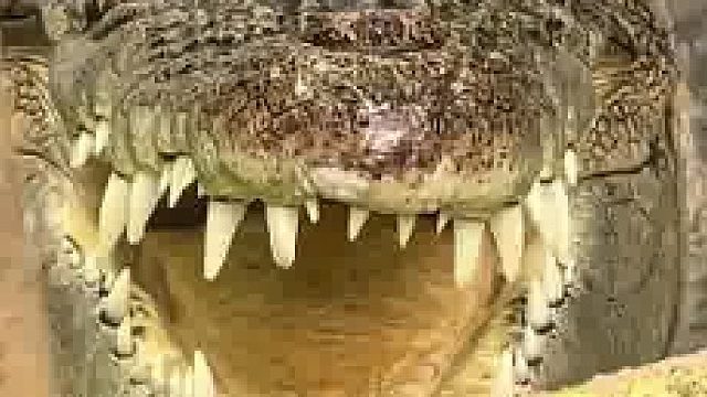 外国小哥故意挑衅水池里的鳄鱼 能看出来，鳄鱼快被他气疯了