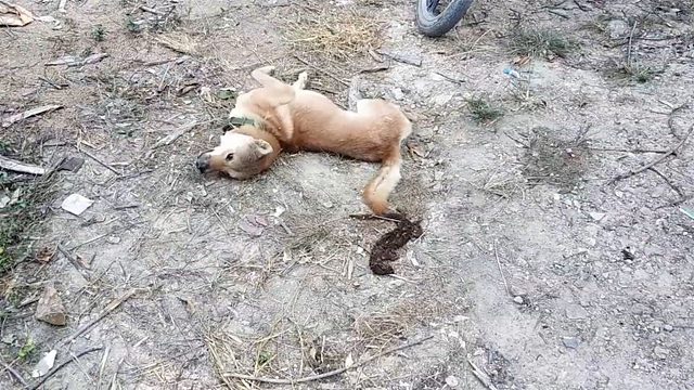 狗子本以为是耗子，一口咬住发现不对劲，下一秒直接“瘫痪”！