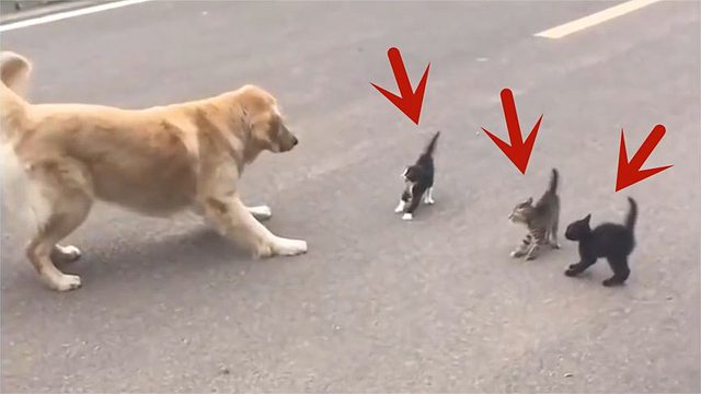 三只小奶猫第一次看到大狗，被吓得当场定住，直接炸毛