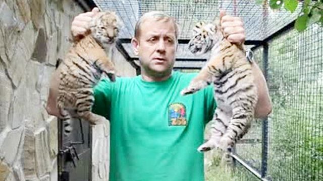 饲养员拎着两只虎崽，虎妈的反应亮了，网友：真是太逗了