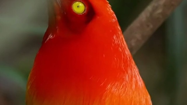 火焰园丁鸟听到这美妙的歌声，眼睛珠子都惊讶到缩小了。