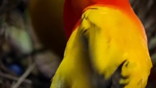 火焰园丁鸟看到心仪的对象，欢快的跳起了抖肩舞。