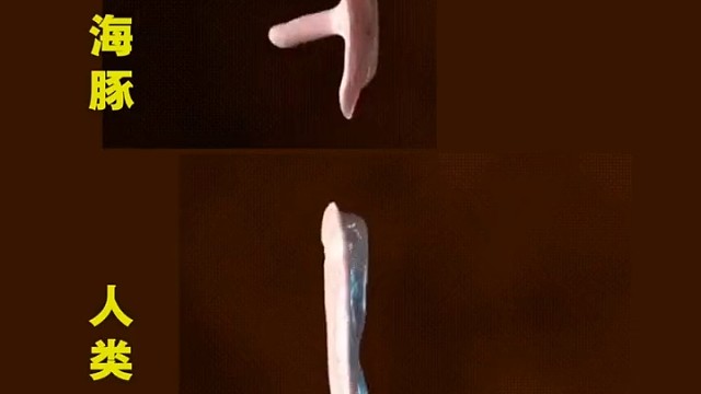 海豚与人类胚胎的发育过程，是不是很相似？