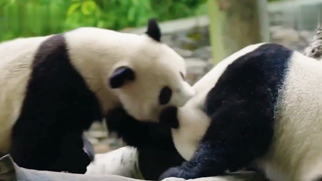 “费妈”的滚滚团子们