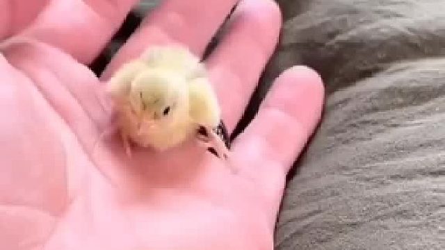 小哥从菜市场买了只小鸡回家