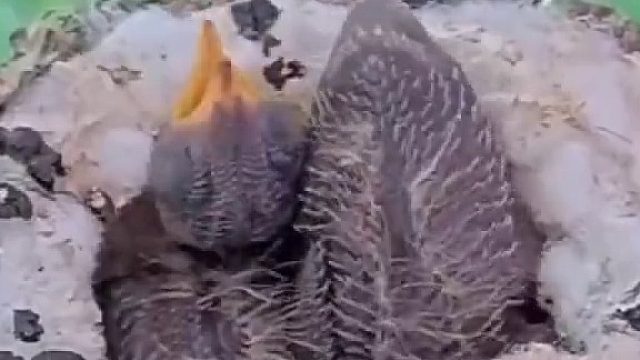 如果你看到树上有只鸟窝，一定要小心了，因为鸟宝宝不会把屎拉到鸟窝里