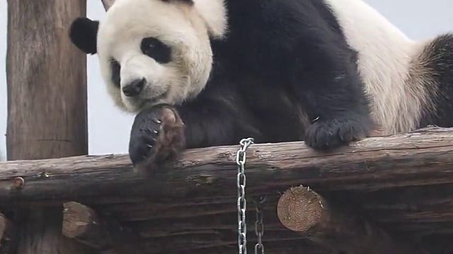 原来亚布力山大王佑佑的叫声，这！么！奶！