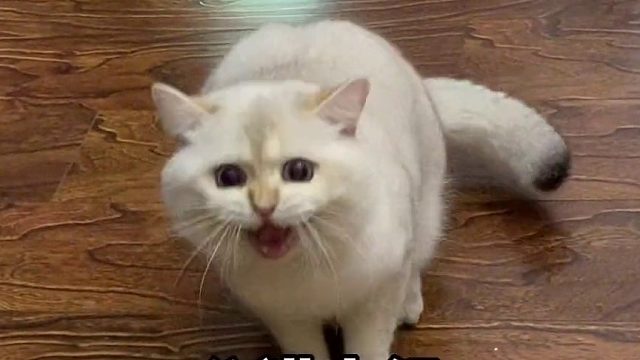 鸭子的身体 大鹅的灵魂