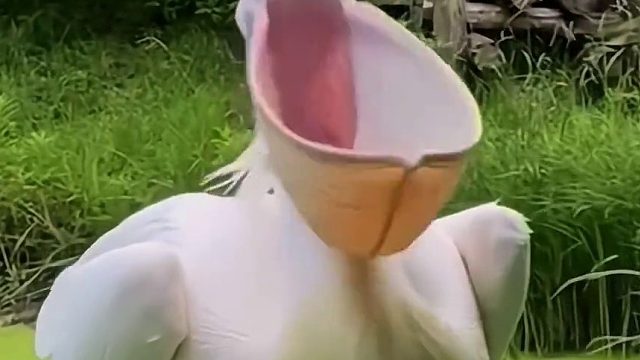 这鸟的下巴真是神奇……