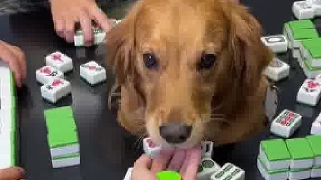 全自动麻将狗，一局只需耗费一块肉骨头